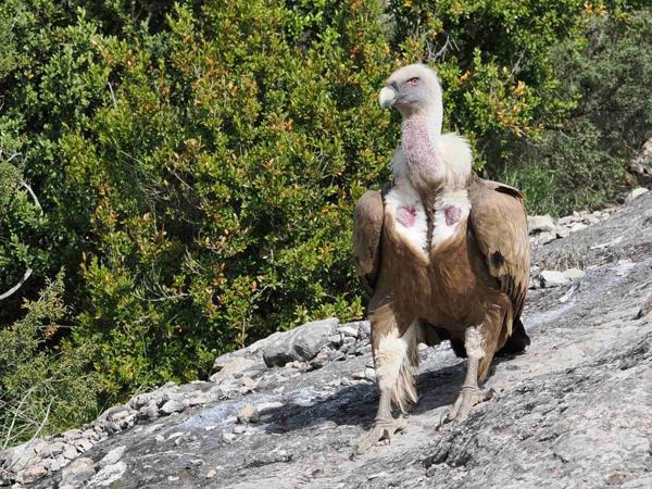 Vale gier (Gyps fulvus)